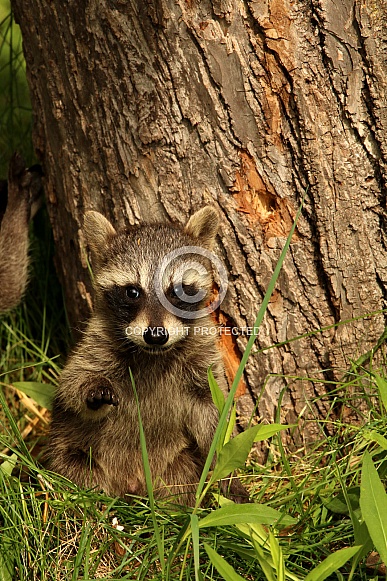 Baby raccoon sitting down and watching.