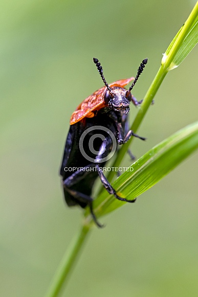 red-breasted carrion beetle (Oiceoptoma thoracicum)