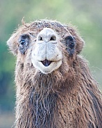 bactrian camel