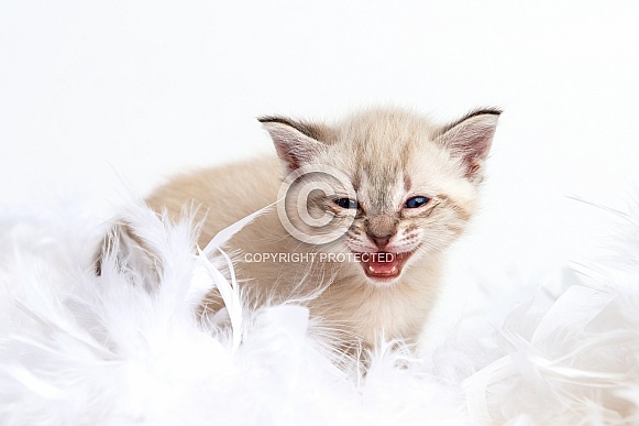 Kitten portrait