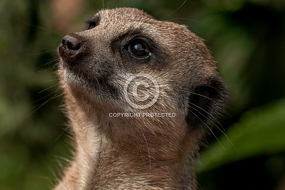 Meerkat Looking Upwards Face Shot