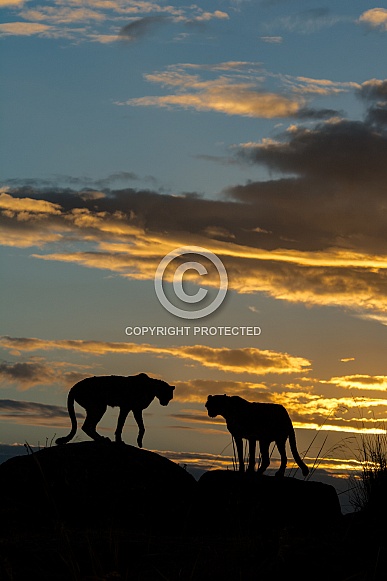 Cheetahs in the sunset