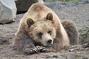 Grizzly Bear cub