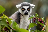 Ring Tailed Lemur Close Up In Tree