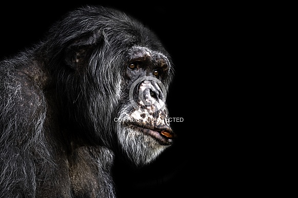Chimpanzee Close Up Thoughtful Expression