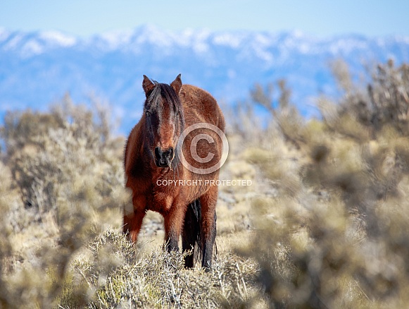 Wild horse in the Nevada desert