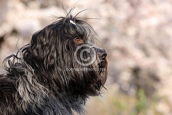 Schapendoes (Dutch sheepdog)