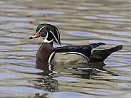 Male Wood Duck in a Pond