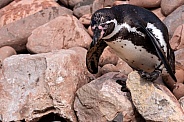 Humboldt Penguin On Rocks