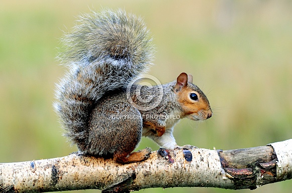 Eastern Grey Squirrel (Sciurus carolinensis)