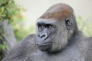 Western lowland gorilla (gorilla gorilla gorilla)