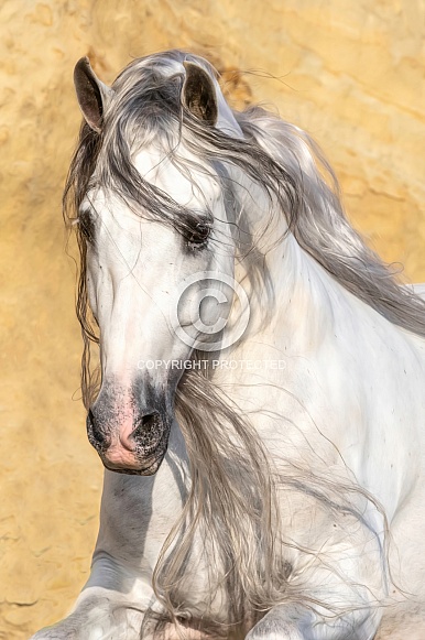 Andalusian Horse--Galan Portrait