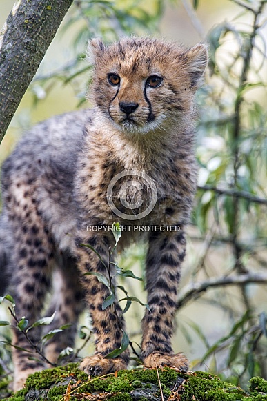 Cheetah Cub
