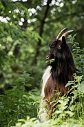 Valais bleckneck goat
