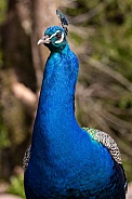 Peacock Close Up Head and Neck