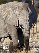 African Elephant - Etosha National Park - Namibia