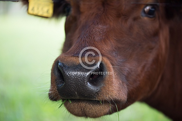 Dutch red cow