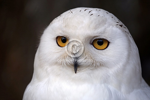 Snowy owl (Bubo scandiacus)