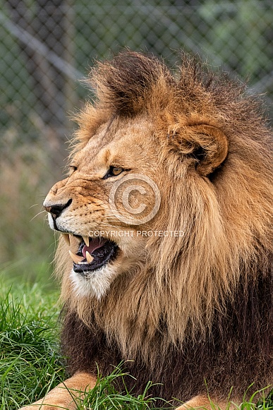 African Lion Side Profile Snarling