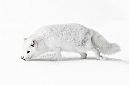 Arctic Fox-White Walker