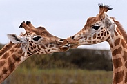 Kordofan Giraffes 'Kissing'