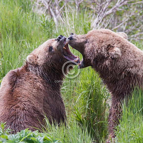 Wild Alaskan Brown Bear
