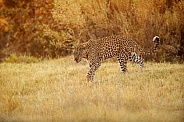 African leopard - Great shot but may not appeal as art reference due to the damaged nose