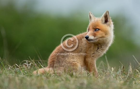 Red Fox Cub