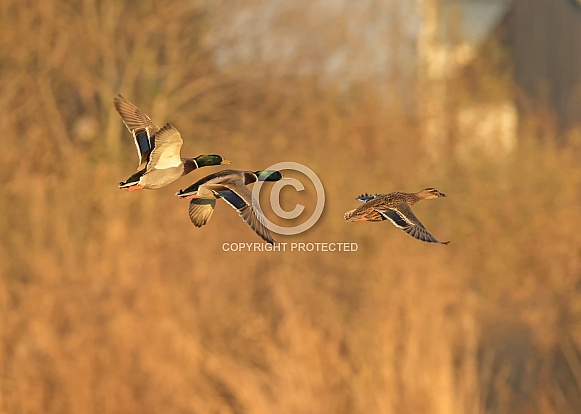 Mallard Ducks in Flight