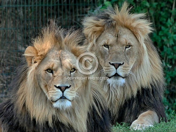 African Lions Brothers