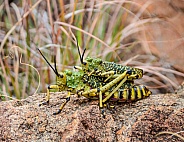 Green Milkweed Locusts