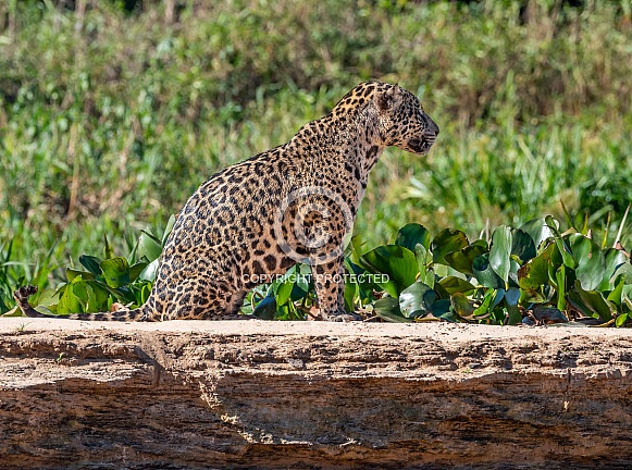 Sitting Jaguar