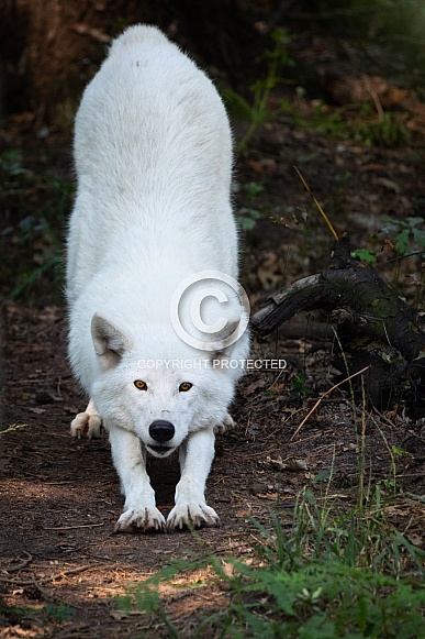 tundra Wolf