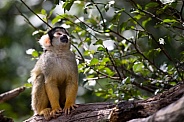 black-capped squirrel monkey