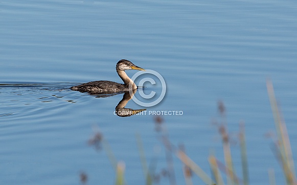 Young Red-necked Grebe in Alaska