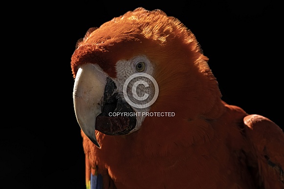 Scarlet Macaw Close Up Black Background