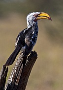 Yellow billed Hornbill (Tockus flavirostris)
