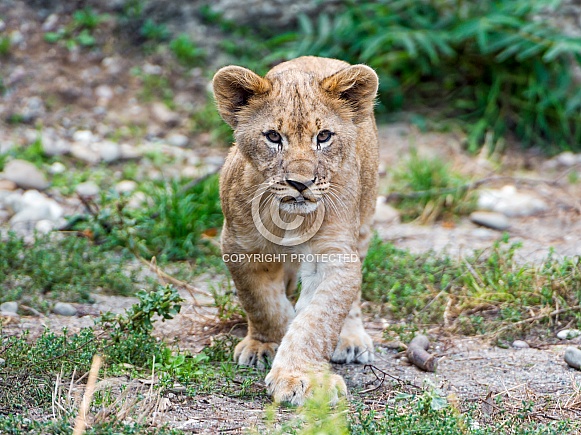 Lion Cub Walking