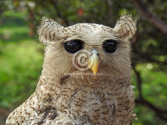 Barred Eagle-Owl