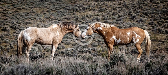 Wild Horse—Steens Mountains Oregon