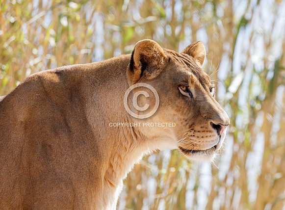 Lioness posing for a portrait by some bamboo