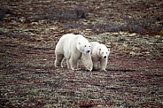 Wild Polar Bear with cub