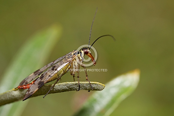 Scorpionfly (Panorpidae)
