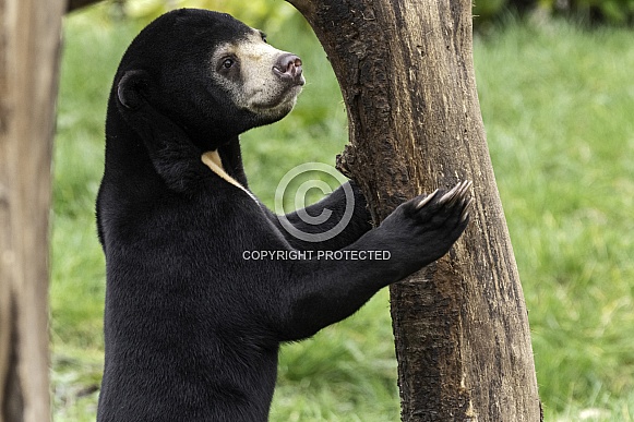 Sun Bear Youngster Standing Holding On To Tree