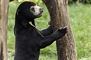 Sun Bear Youngster Standing Holding On To Tree