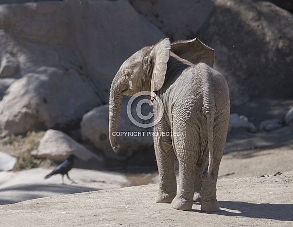Newborn African Elephant Calf