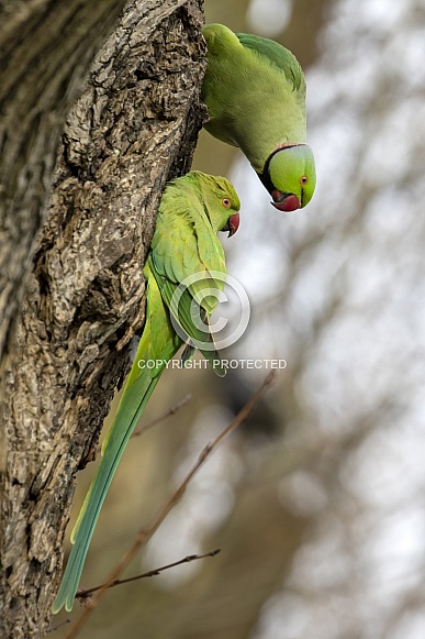 Rose-ringed parakeet (Psittacula krameri)