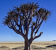 Quiver Tree - Namib Desert - Namibia