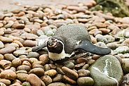 Humboldt Penguin Lying Down