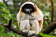 Crowned Sifaka Full Body In Tree